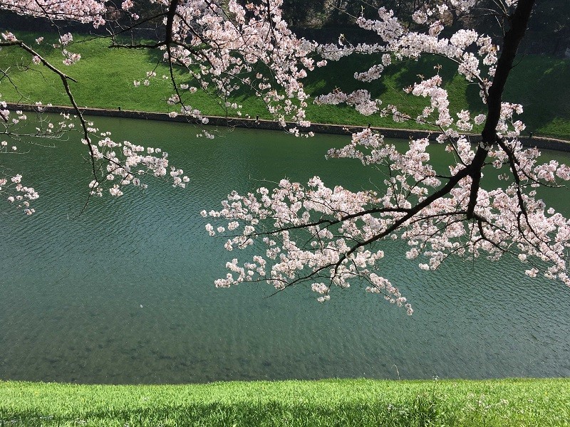  千鳥ヶ淵　桜 
